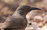 Thumbnail for File:Curve-billed thrasher portrait.jpg