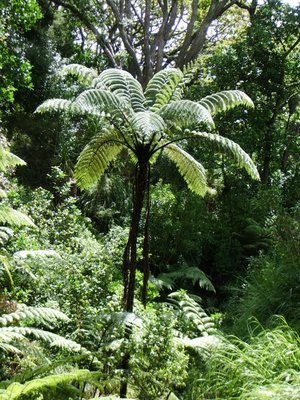 Cyathea midollare