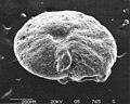 Foraminifera Cyclammina pusilla