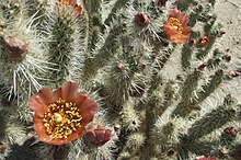 Cylindropuntia wolfii (4471720355).jpg