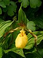 Cypripedium parviflorum var. pubescens