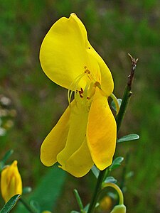 Cytisus scoparius Flower