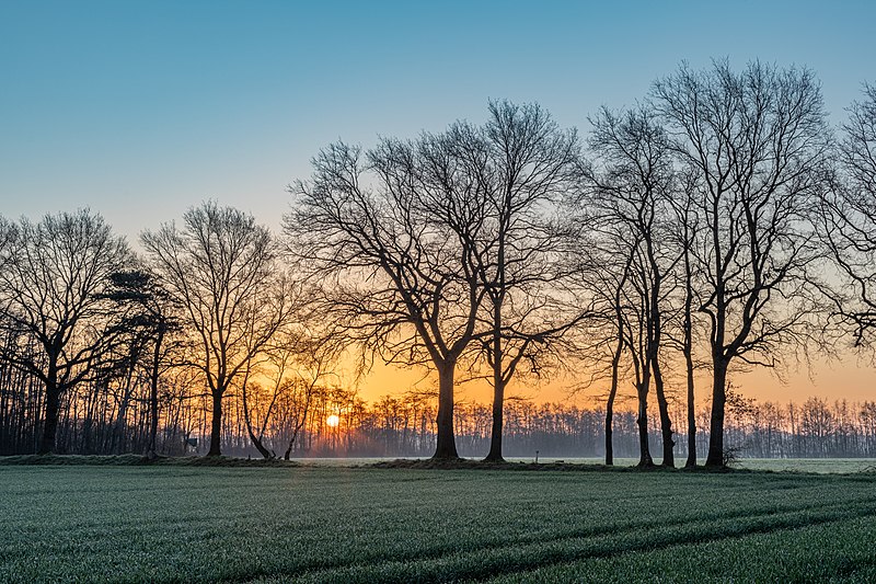 File:Dülmen, Dernekamp, Sonnenaufgang -- 2021 -- 6973-5.jpg