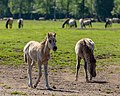 * Nomination Dülmen pony in the Merfeld Bruch, Merfeld, Dülmen, North Rhine-Westphalia, Germany --XRay 03:42, 3 July 2020 (UTC) * Promotion  Support Good quality -- Johann Jaritz 03:50, 3 July 2020 (UTC)