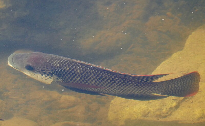 File:Day 16 Mozambique Tilapia (Oreochromis mossambicus) male ... (53238485455).jpg