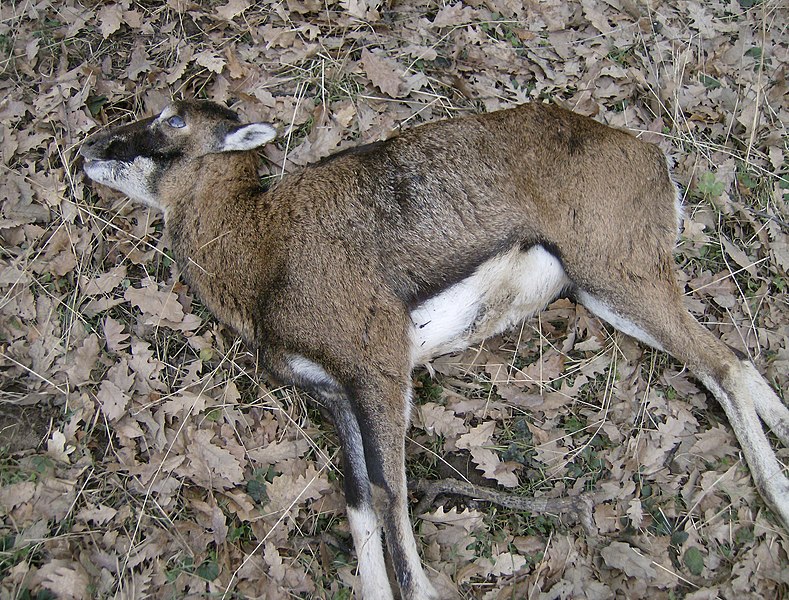 File:Dead muflon.jpg