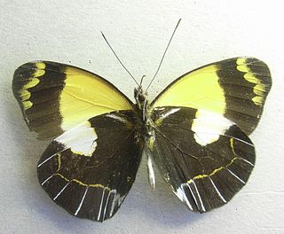 <i>Delias meeki</i> Species of butterfly