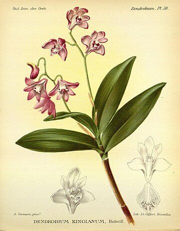 Dendrobium