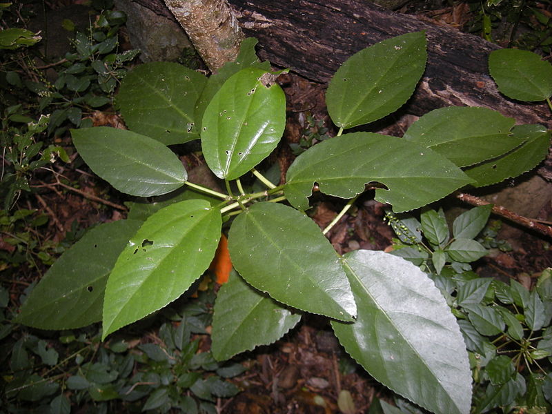File:Dendrocnide photinophylla seedling 2.jpg