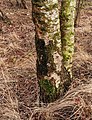 Natuurgebied van It Fryske Gea. Berken zijn pioniers in dit gebied.