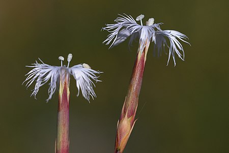 Dianthus crinitus 03.JPG