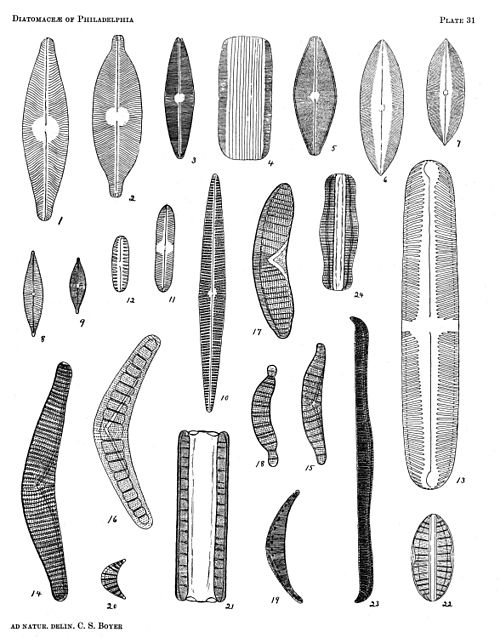 Diatomaceae of Philadelphia Plate 31.jpg