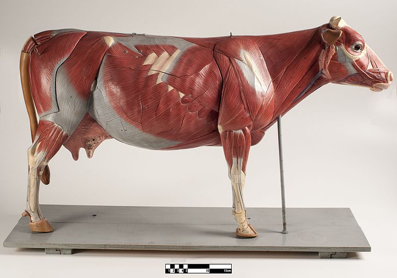 File:Didactic model of a bovine muscular system-FMVZ USP-24.jpeg