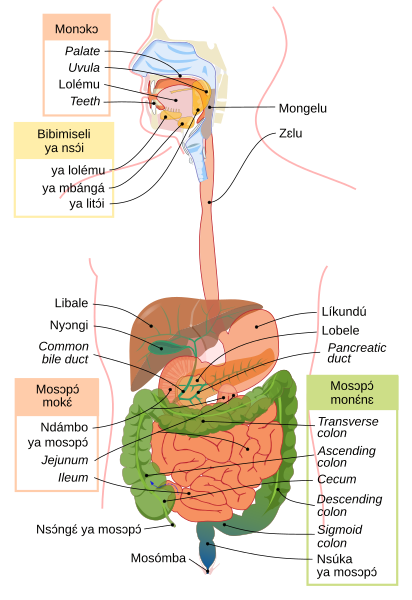 File:Digestive system diagram ln.svg