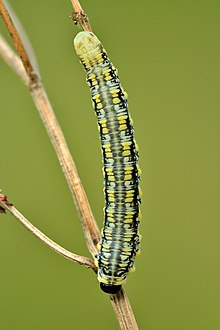 Larva (top view) Diprion similis final instar larva (top view) - Keila.jpg
