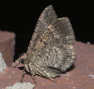 <i>Disclisioprocta stellata</i> Species of moth