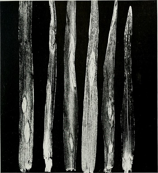 File:Diseases of small grain crops in Illinois (1939) (20349671554).jpg