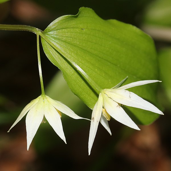 File:Disporum smilacinum (2 flower s5).jpg