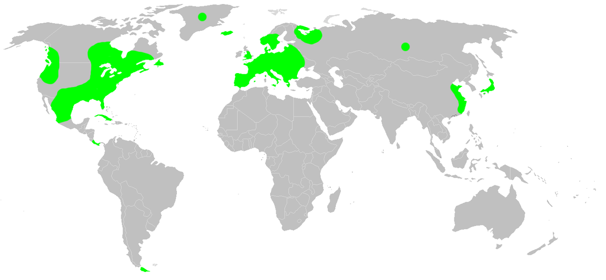 ZIKА World distribution. Uloborus walckenaerius. Leptonetidae.