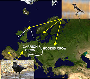 A map of Europe indicating the distribution of the carrion and hooded crows on either side of a contact zone (white line) separating the two species Distribution of carrion and hooded crows across Europe.jpg