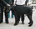 Giant Schnauzer, black