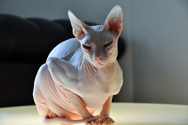 File:Don sphynx.jpg