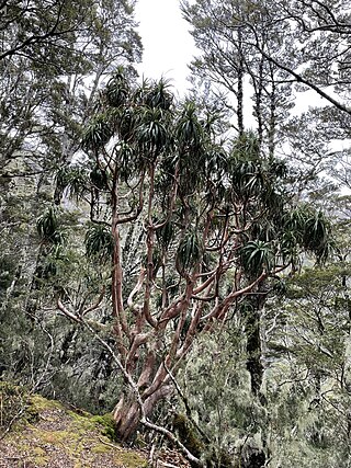 <i>Dracophyllum traversii</i> Species of tree (mountain neinei)