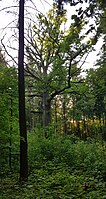 The three oaks from Kinzenbach