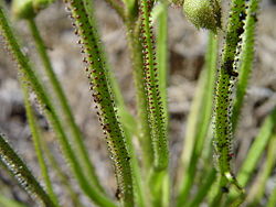 Drosophyllum lusitanicum detail.JPG