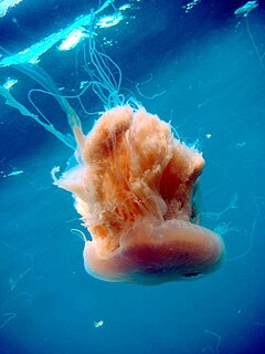 <i>Drymonema</i> Genus of jellyfishes