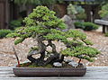 A Juniperus procumbens 'Nana', bonsai 178 of the Golden State Bonsai Federation Collection North in Oakland, California (now called the GSBF Bonsai Garden at Lake Merritt). It was donated by Tom Refvem. It has been trained for 10 years, from a stock plant for cuttings at a nursery in Half Moon Bay. It was styled by Kusamura Club by H. Tokita in October 2000. Camera location 37° 48′ 22.32″ N, 122° 15′ 28.44″ W  View all coordinates using: OpenStreetMap