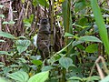 Eastern Lesser Bamboo Lemur.jpg