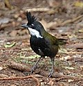 Miniatura para Psophodes olivaceus