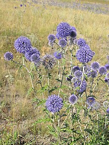 Echinops ruthenicus dans une steppe saline près de Saratov (Russie)