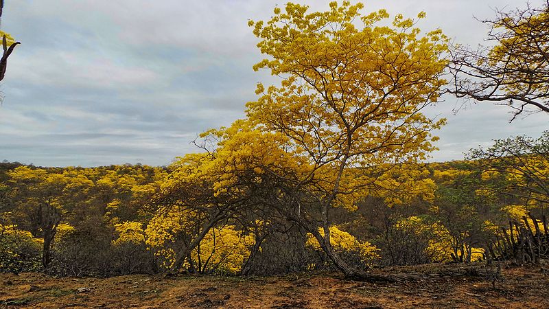 File:El Florecimiento de los Guayacanes - Lunes 27 (12175901704).jpg