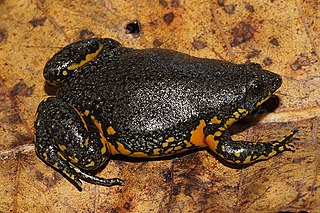 <i>Elachistocleis surinamensis</i> Species of frog