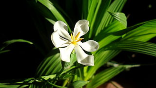 <i>Eleutherine</i> Genus of flowering plants