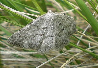 <i>Elophos</i> Genus of moths