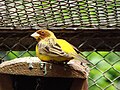 Emberiza bruniceps (Brandt, 1841)