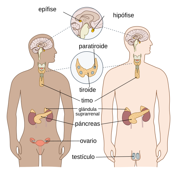 File:Endocrine Galego.svg