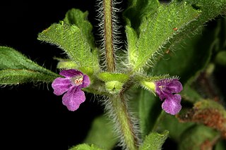 <i>Endostemon</i> Genus of flowering plants