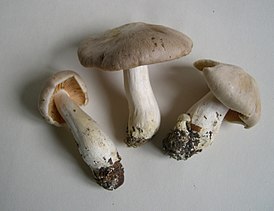 Entoloma sinuatum