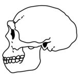 Reconstructions of the skulls of Homo ergaster (left, based on KNM ER 3733) and later Homo erectus (right, based on Peking Man)