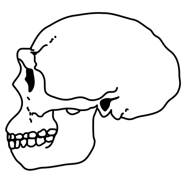 File:Erectus Skull.png