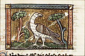 Erodius (falcon)