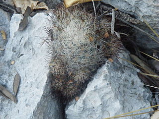 <i>Pelecyphora emskoetteriana</i> Species of cactus