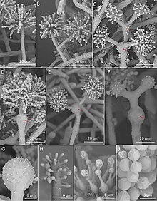 Escovopsis multiformis (10.3897-mycokeys.46.30951) Figure 5.jpg