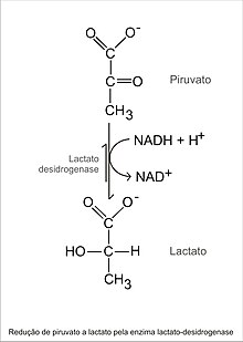 Esquema Fermentação láctica1.jpg