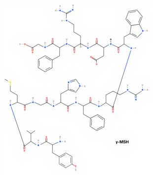 Estructura 2D (ɣ-MSH)