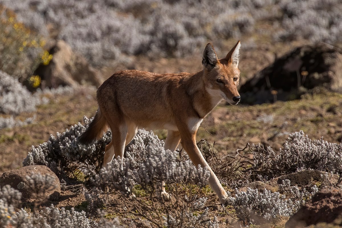 Canis simensis - Wikipedia, la enciclopedia libre